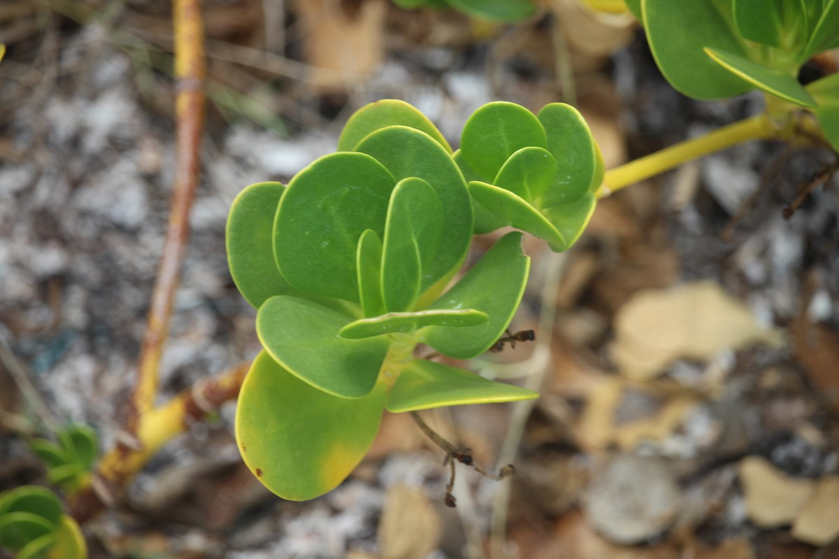 Scaevola plumieri (L.) Vahl